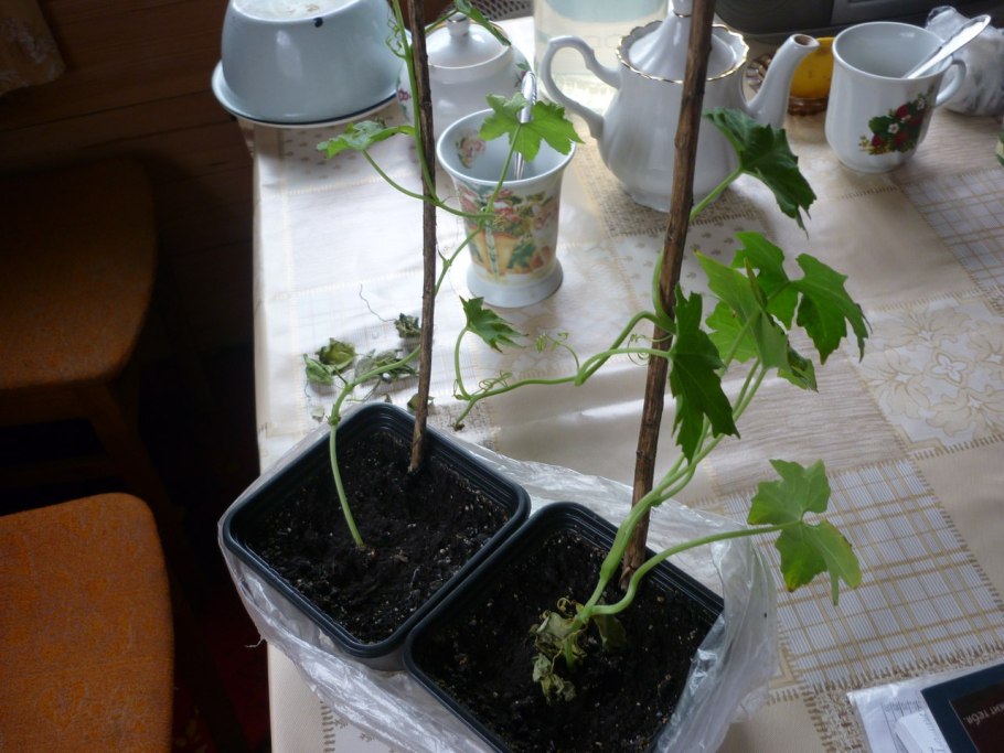 Кивано в средней полосе России