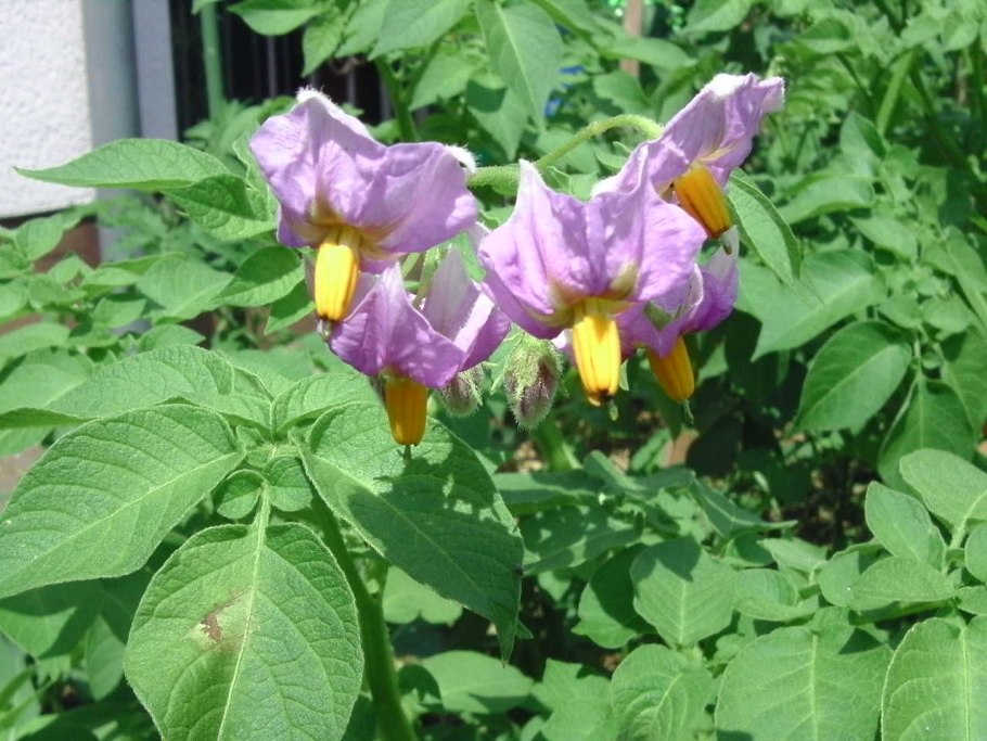 Фиалка душистая РЕН де Бланш