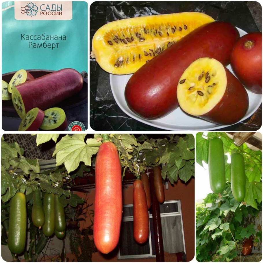 Вьюн цветок домашний