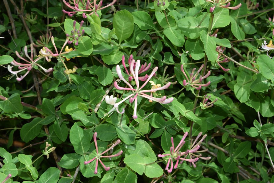 Душистый горошек