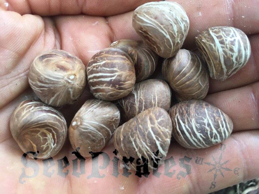 Блюда из тыквы при заболеваниях ЖКТ