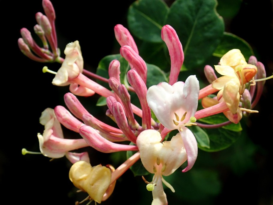 Малина душистая Rubus odoratus