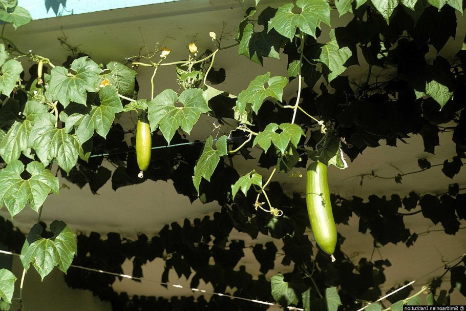 Кассабанана сады России Рамберт