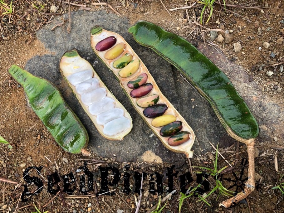 Кассабанана выращивание из семян в домашних условиях