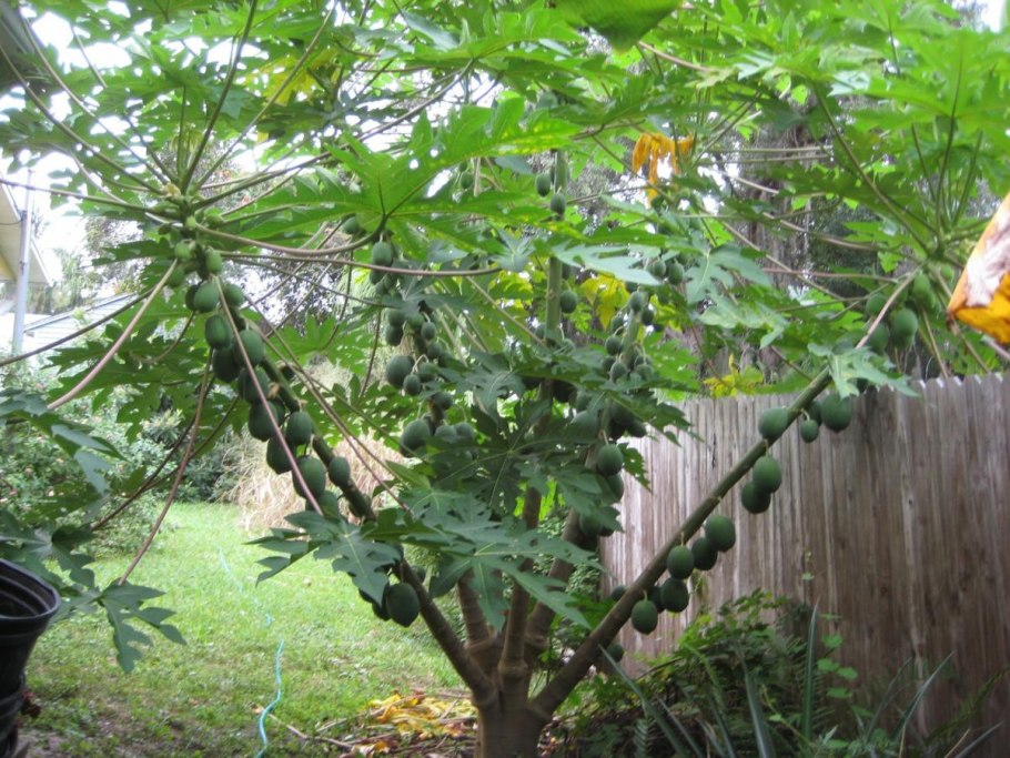 Кассабанана всходы фото