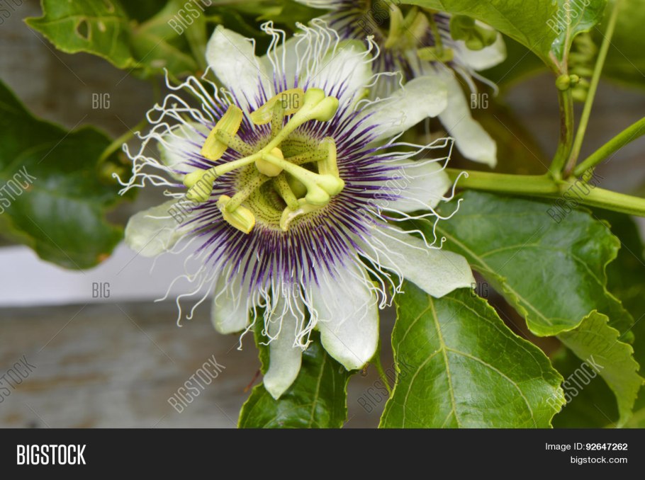 Горошек тонколистный