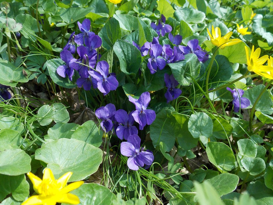 Душистый горошек абрикосовый Эльф