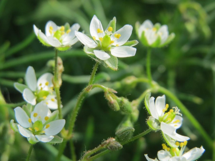 Торица обыкновенная