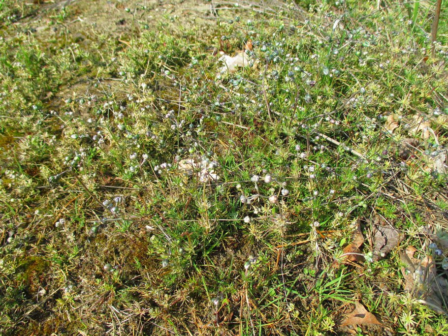 Маленькие невзрачные цветы