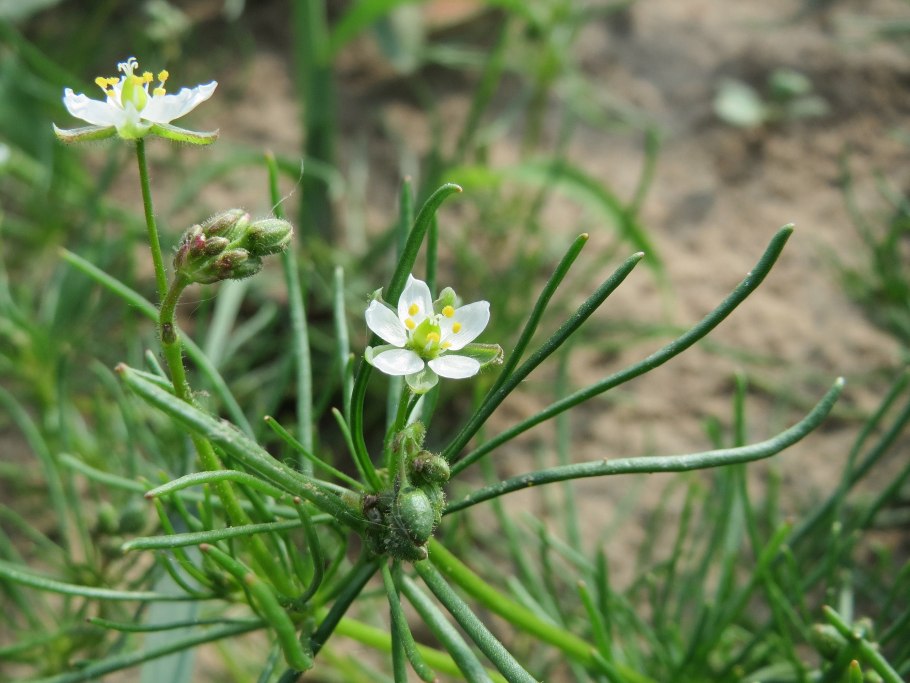 Торица Пашенная