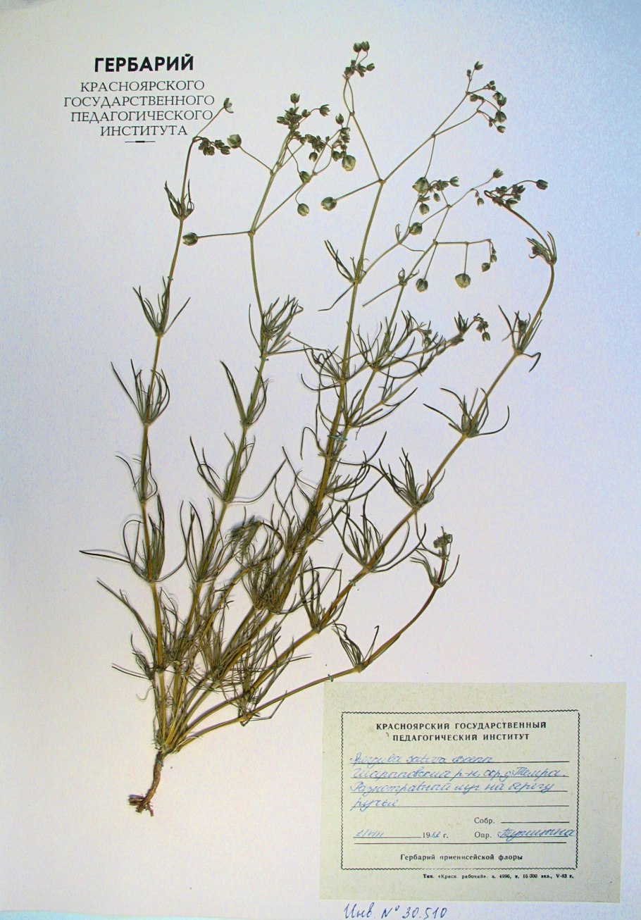 Торичник полевой