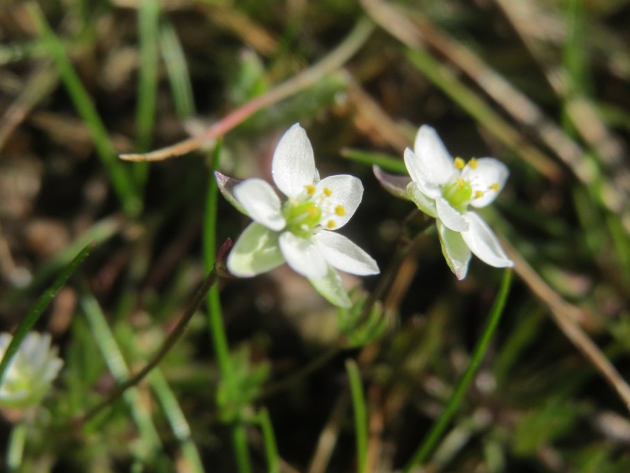 Spergula morisonii картинки с надписями