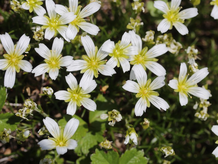 Минуарция гельма