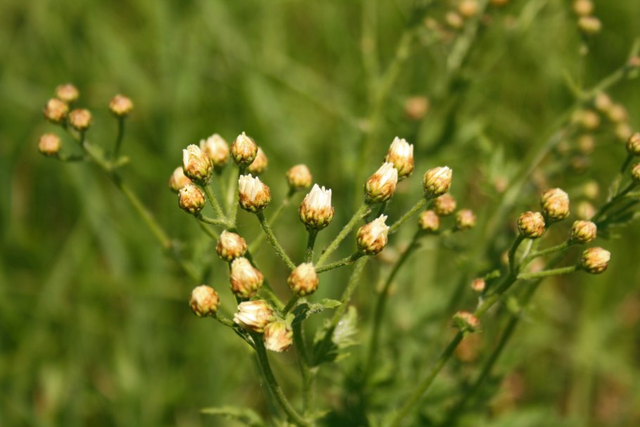 Шпергель 6 букв