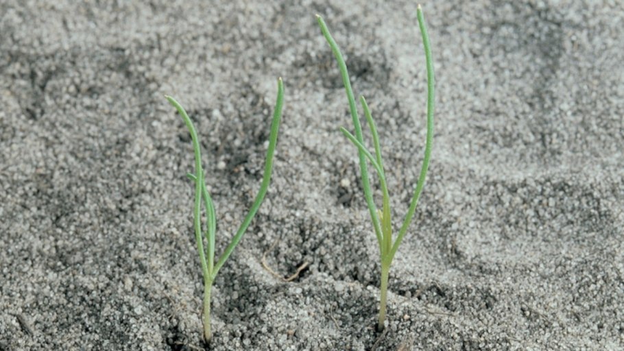 Торица обыкновенная Spergula vulgaris