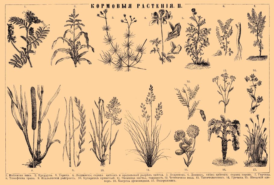 Многолетние злаковые сорняки