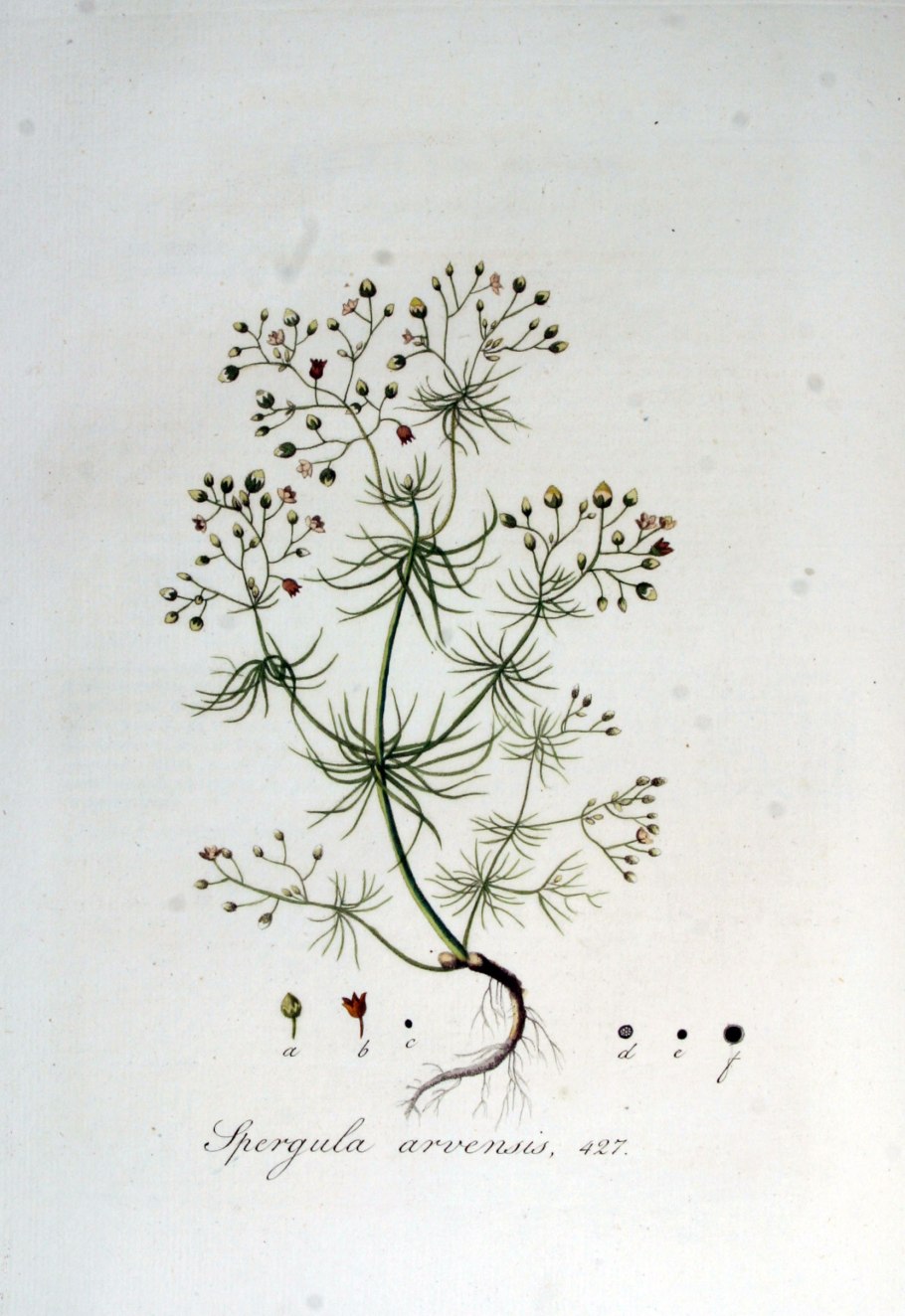 Торица обыкновенная