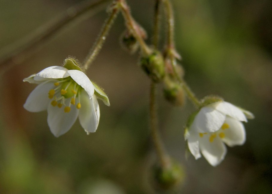 Торица Полевая (Spergula arvensis)