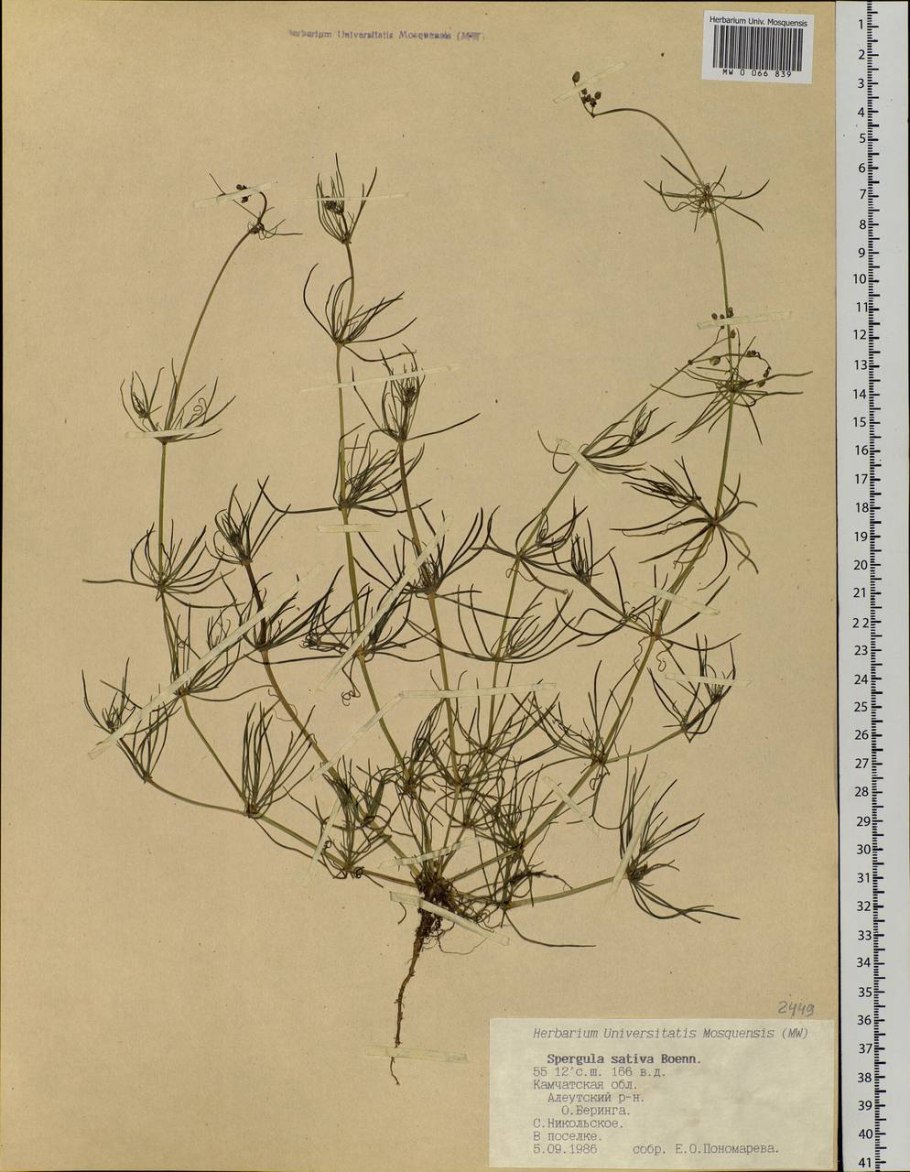 Торица Полевая сорняк