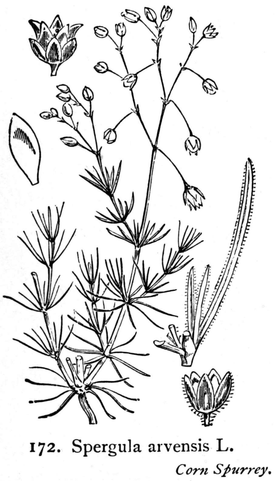 Подмаренник герцинский