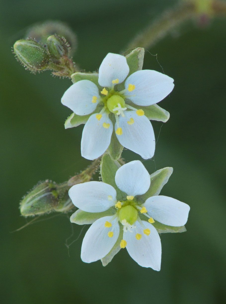 Spergula pentandra