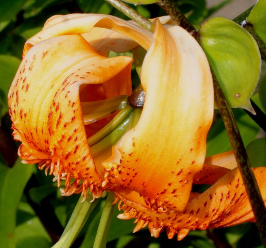 Лилия леди Элис (видовая)