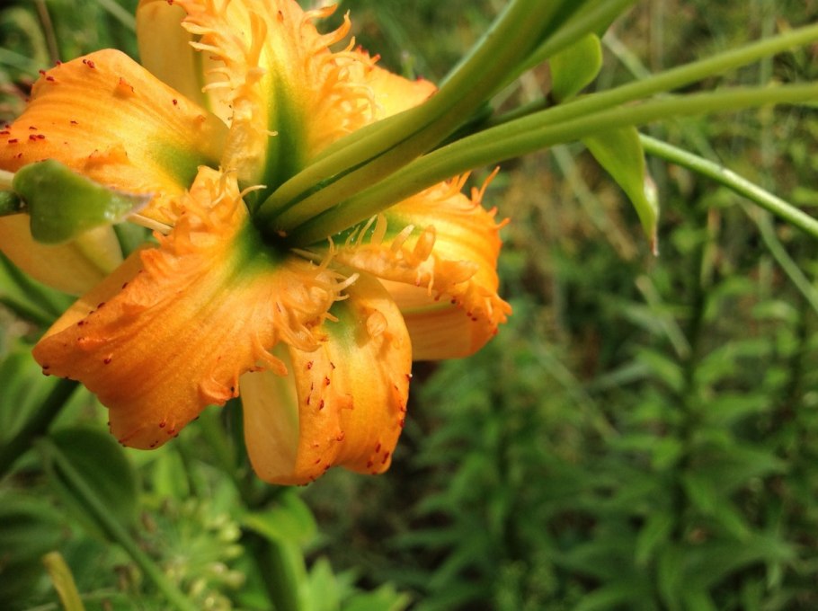 Лилия чалмовидная Генри