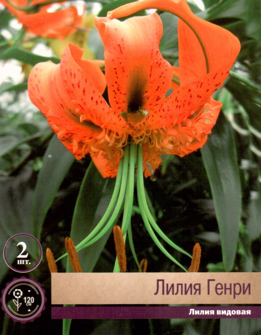 Лилия Генри видовая 1шт
