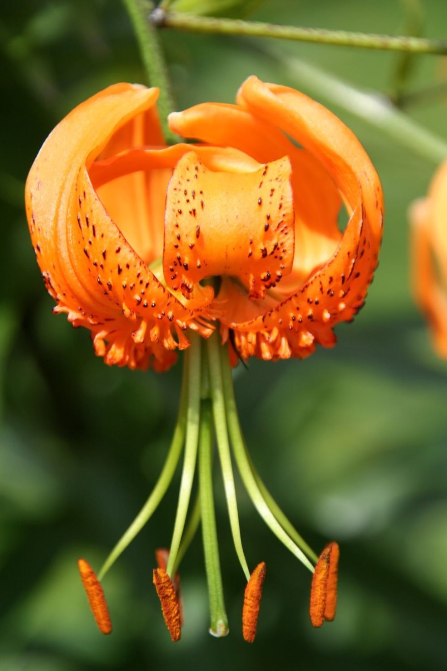 Гибриды Генри лилии