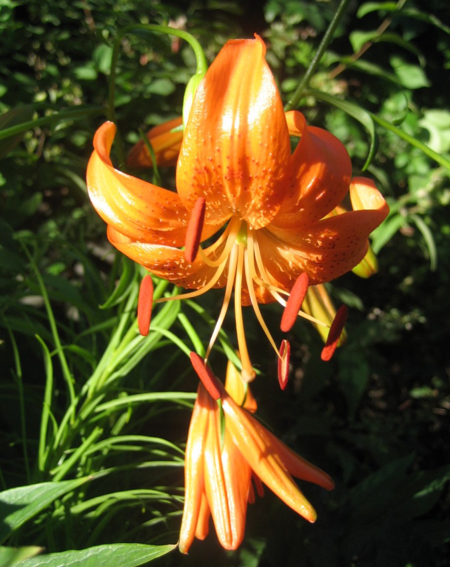 Лилия Генри (видовая)