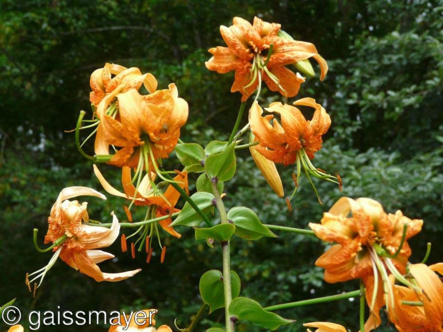 Лилия Генри Специозум