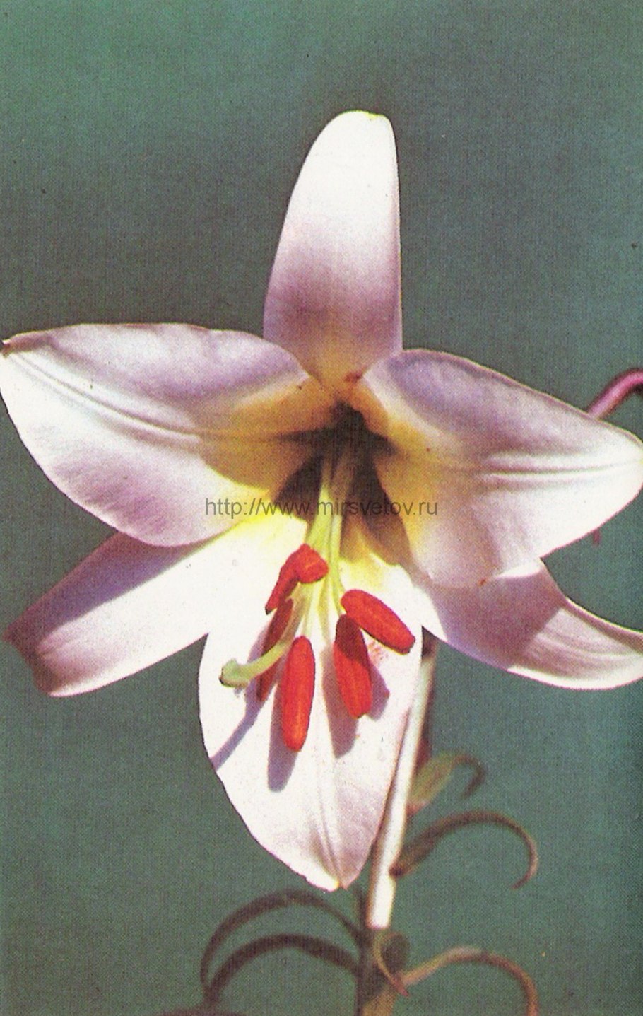 Гибрид лилии Генри и трубчататой