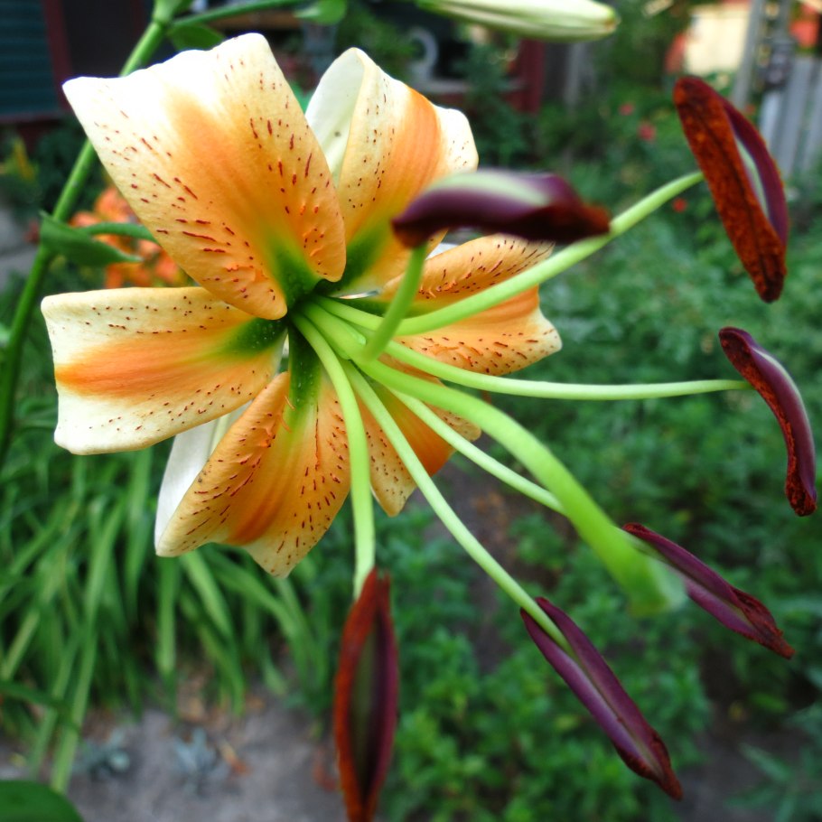 Лилия Генри (видовая)