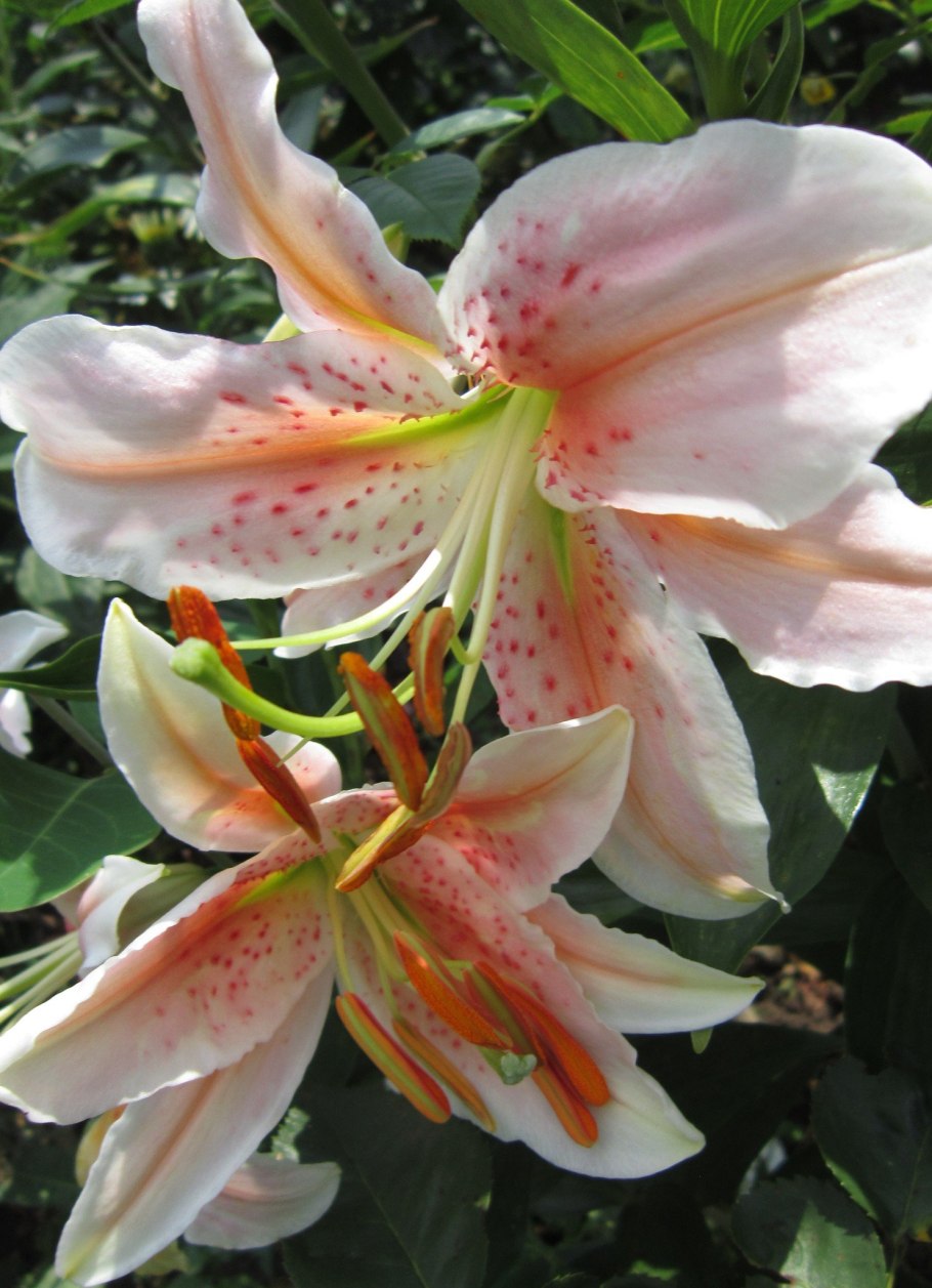 Желтая Лилия Генри