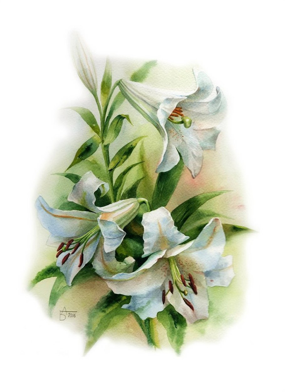 Лилии акварель