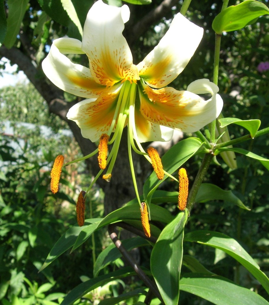 Лилия сорт леди Элис