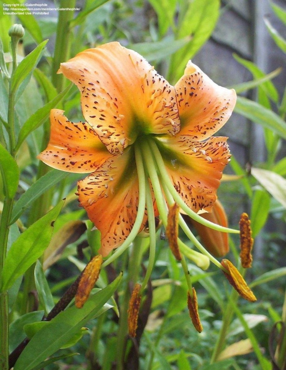Lilium henryi
