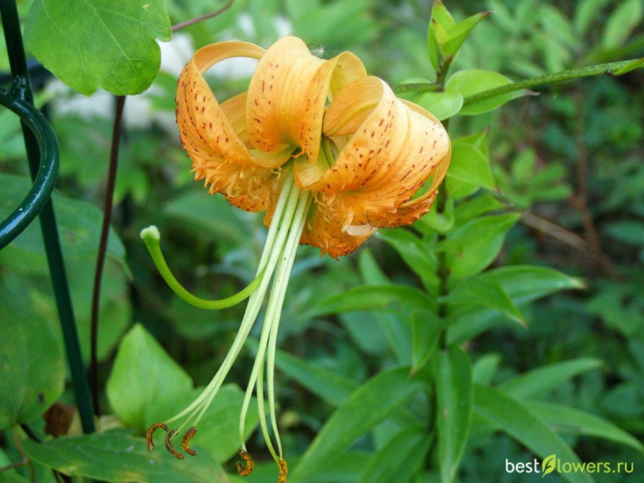 Лилия Алиса Генри