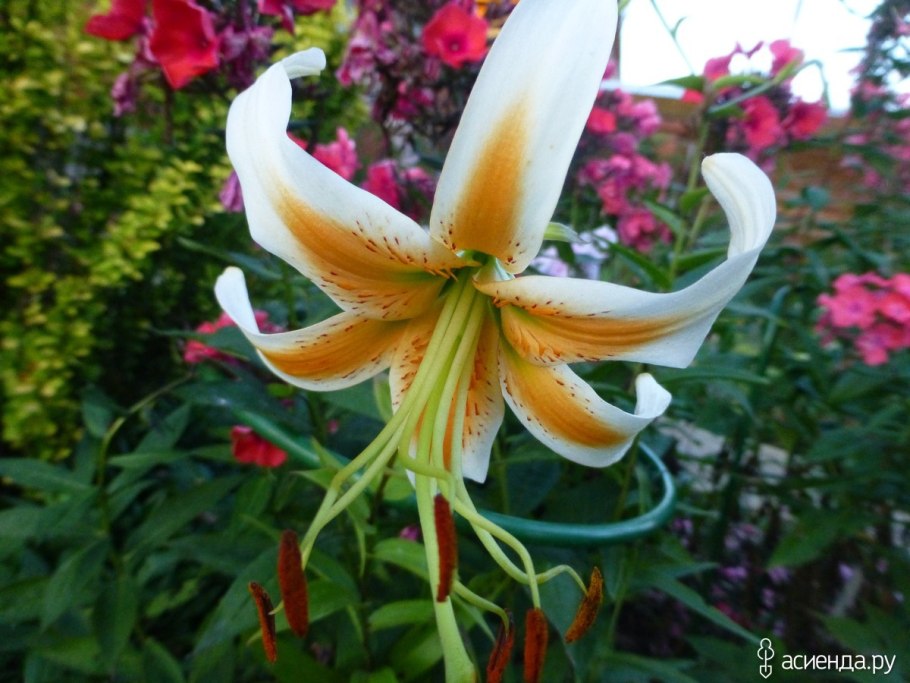 Лилия Брайт Стар