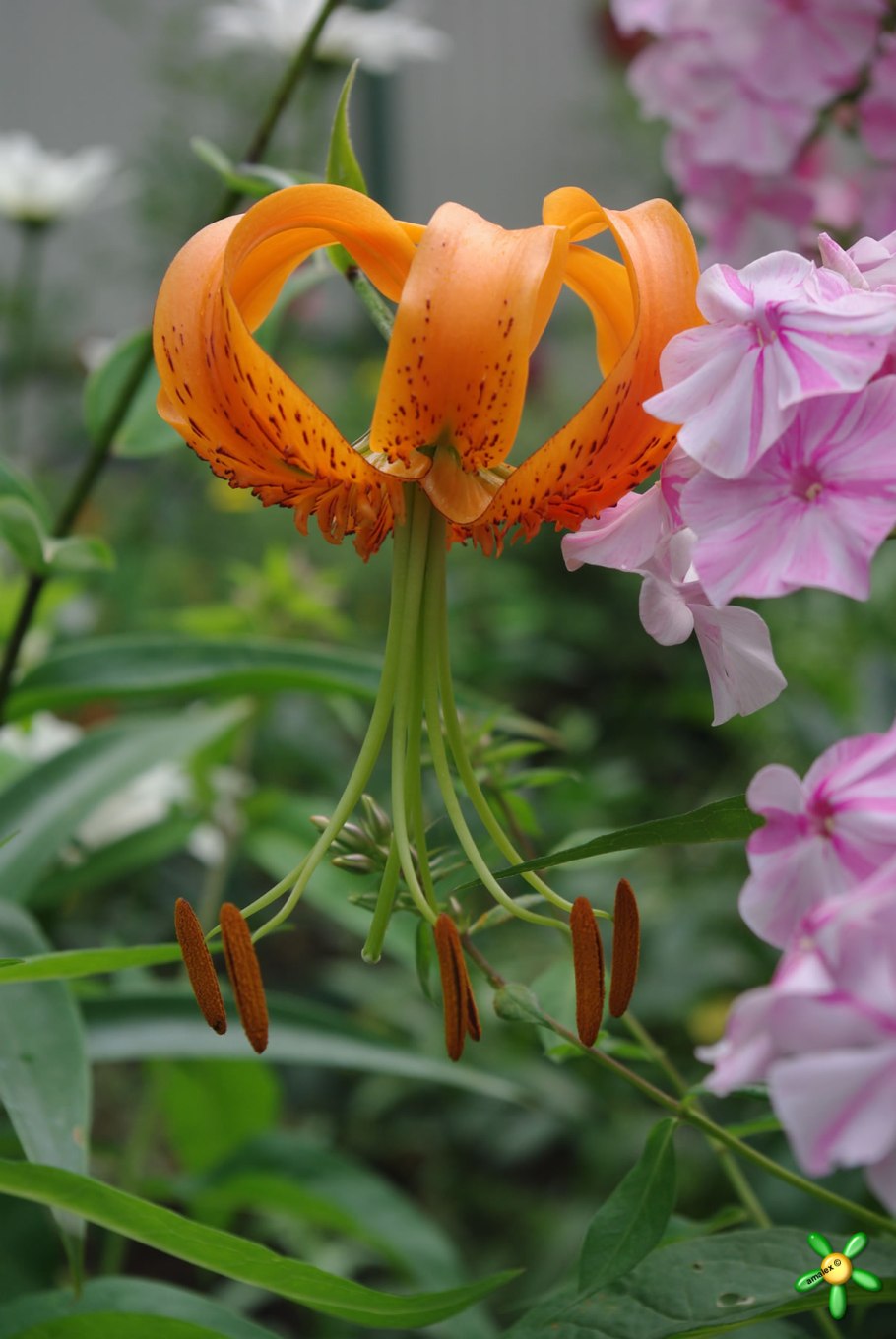 Лилия Генри (видовая)