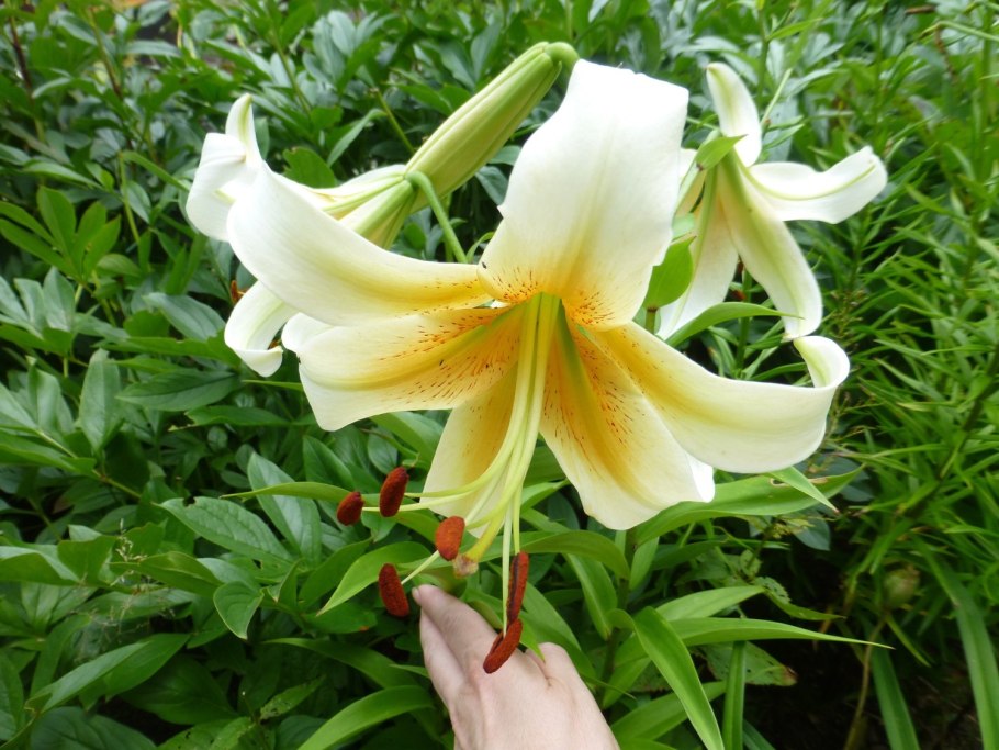 Лилия Генри (видовая)