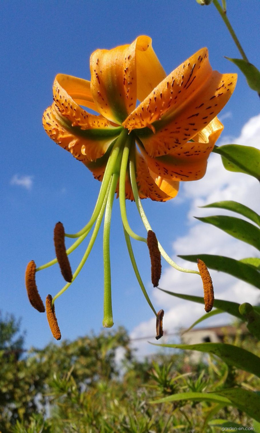 Лилия Скарлет Делайт видовая