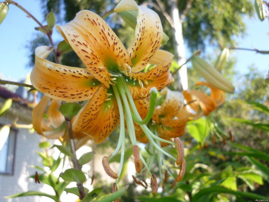 Лилия Muscadet Мускадет