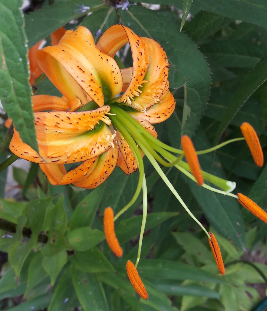 Лилия henryi Генри