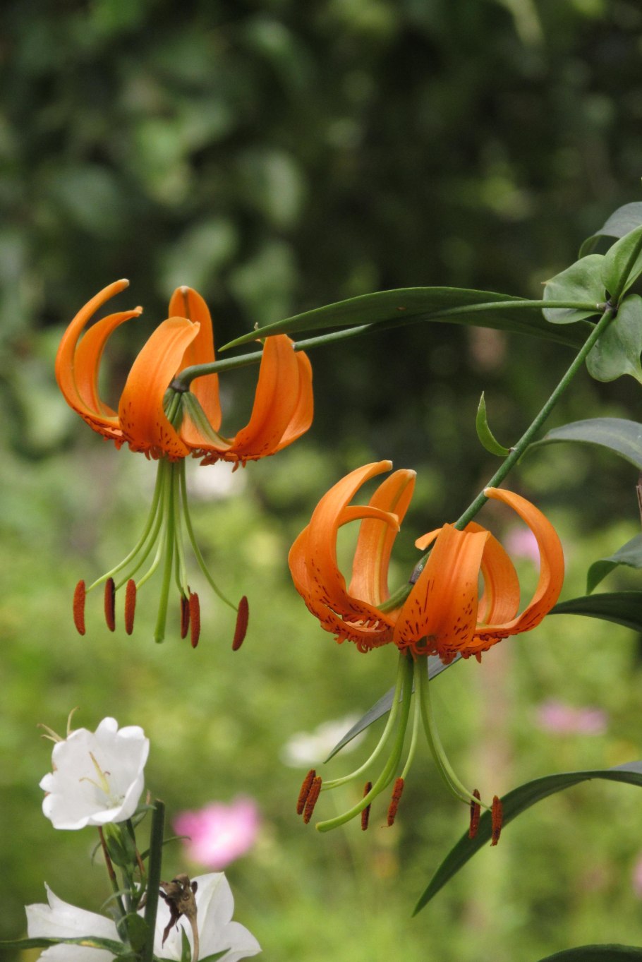 Лилия Лотус куин