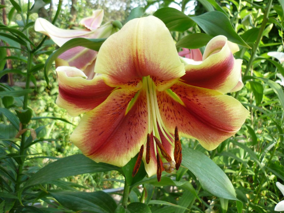 Лилия видовая Ланконгская