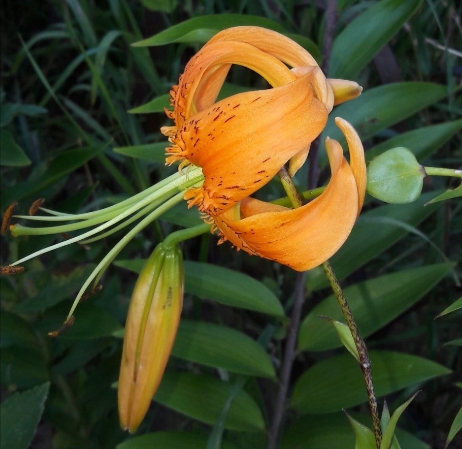 Лилия многоцветковая Генри