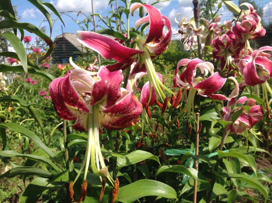 Трубчатые и Орлеанские гибриды