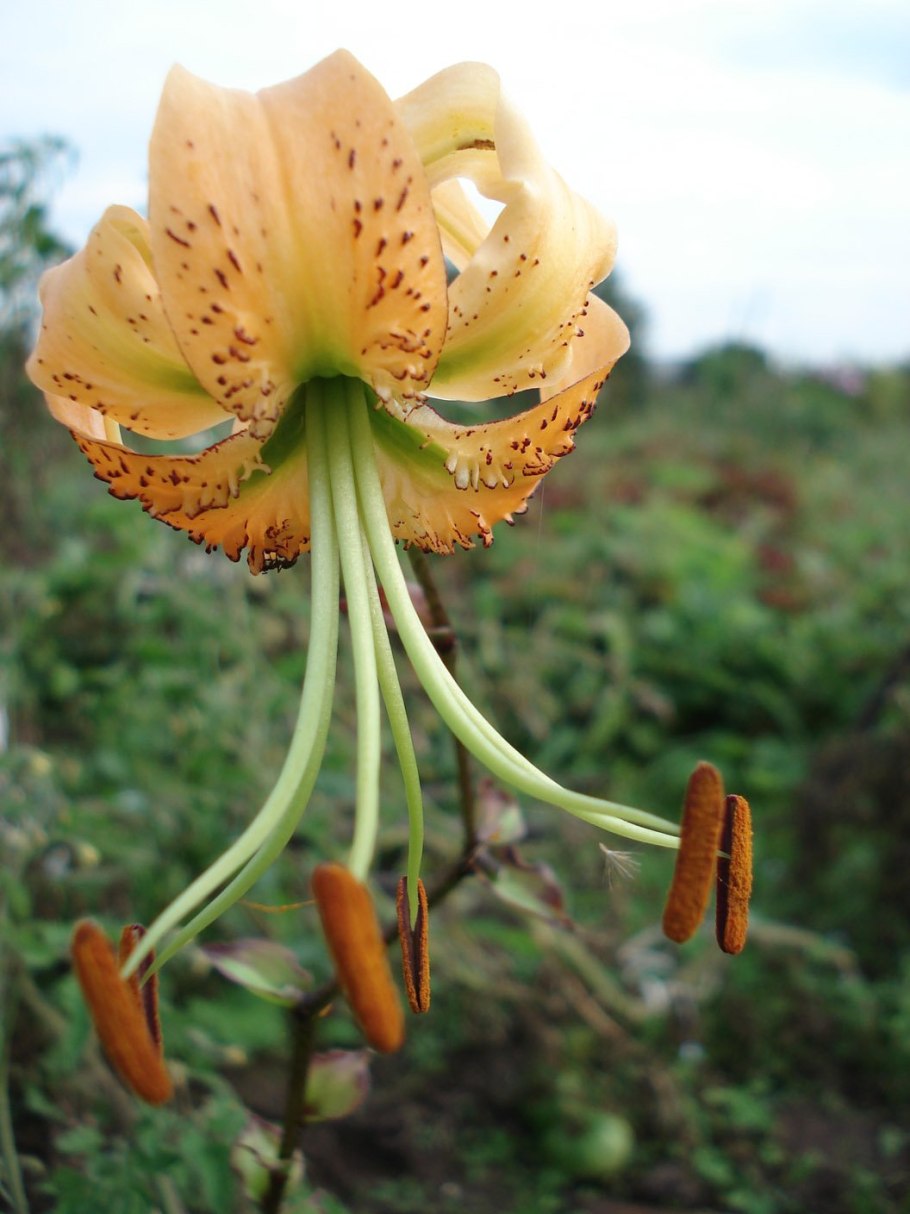 Lilium henryi