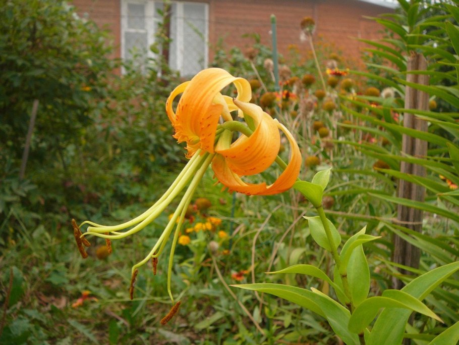 Лилия генри (видовая)